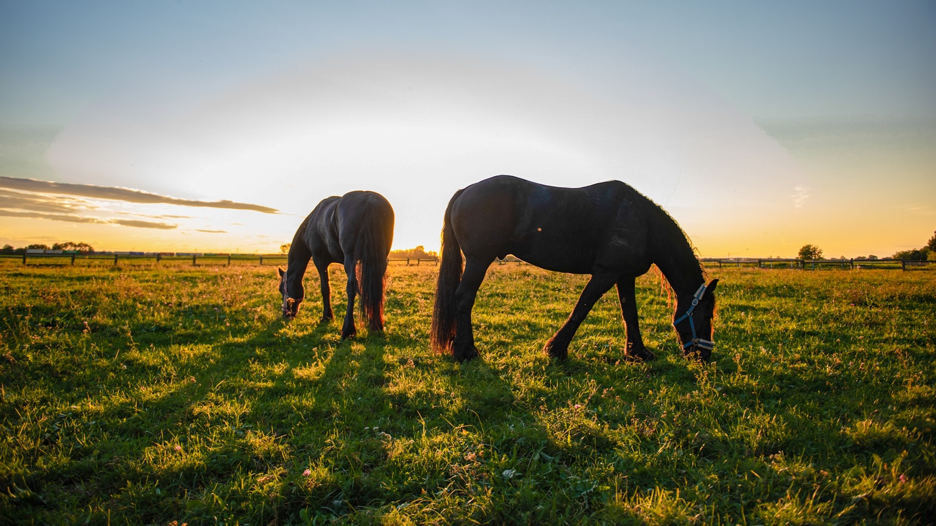 Equine Assisted Psychotherapy at The Meadows - The Meadows