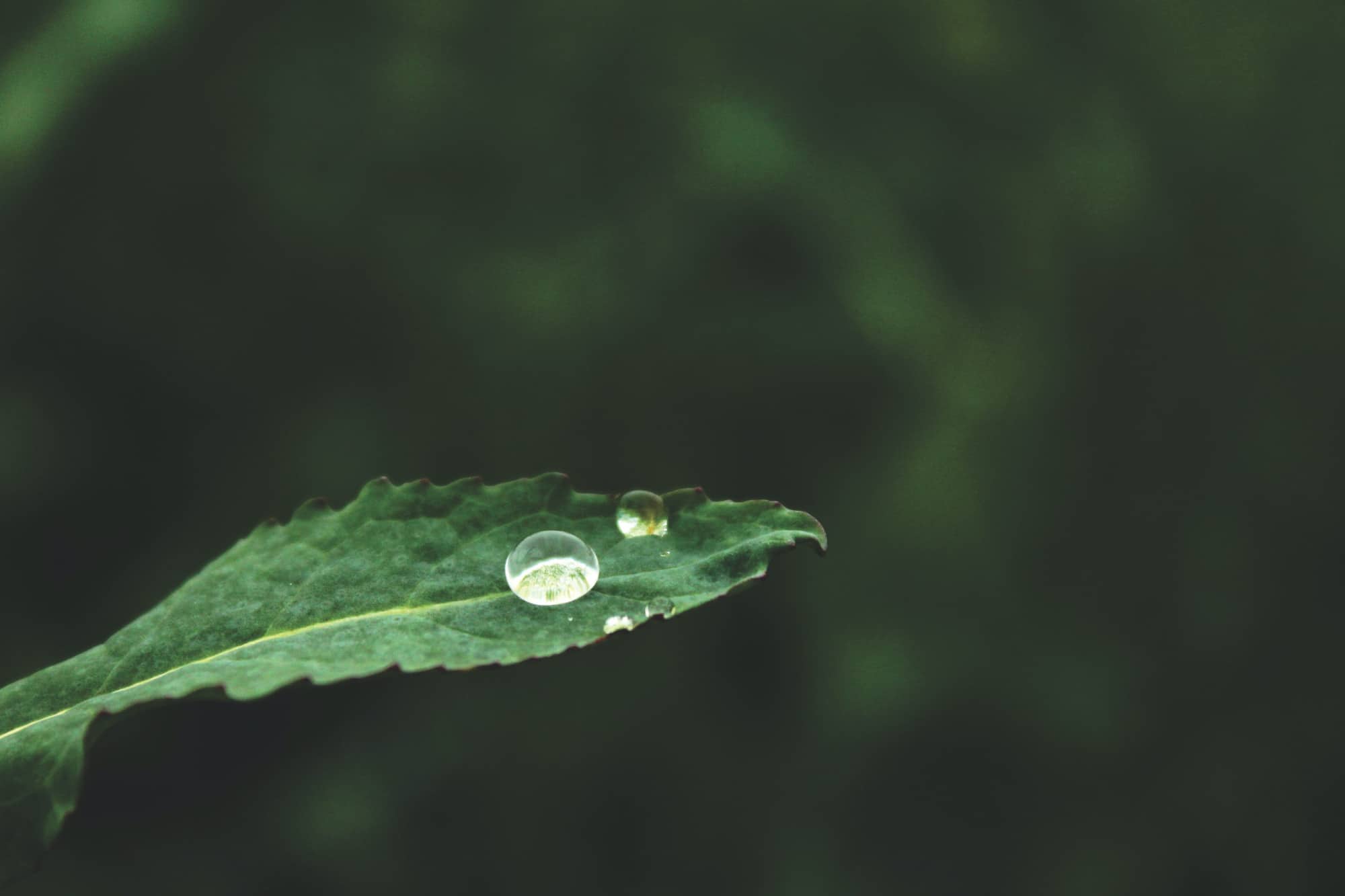 Drop of water on leaf