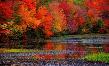 Autumn Is a Time for Letting Go - The Meadows